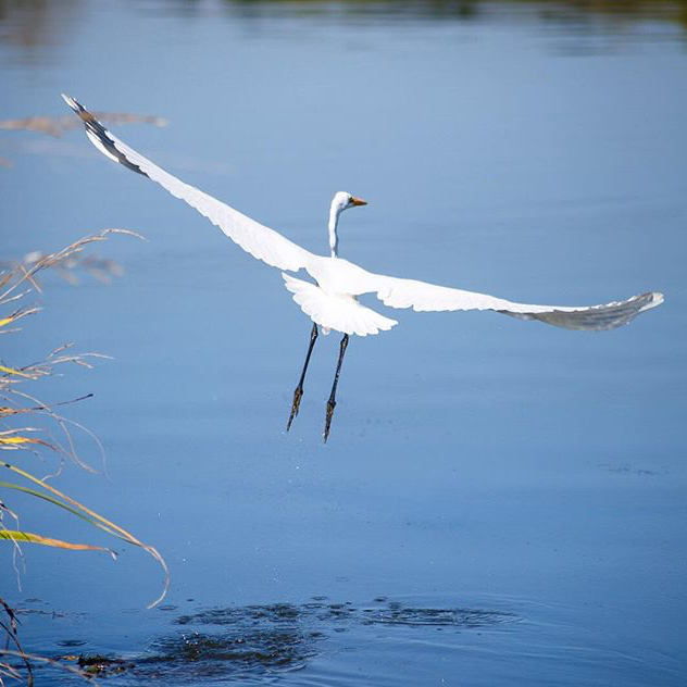 Egret in Flight - @martinpinnau